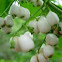 Espuela de gallo. West Indian milkberry