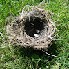 House sparrow (nest & eggs)