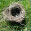 House sparrow (nest & eggs)