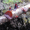 Wood Ear Fungus
