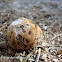 Smoth-spored calvatia puffball