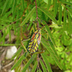 Coreid Bug Nymph