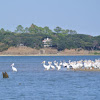 American White Pelican