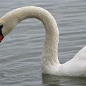 Mute Swan