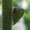 Buffalo Treehopper