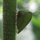 Buffalo Treehopper