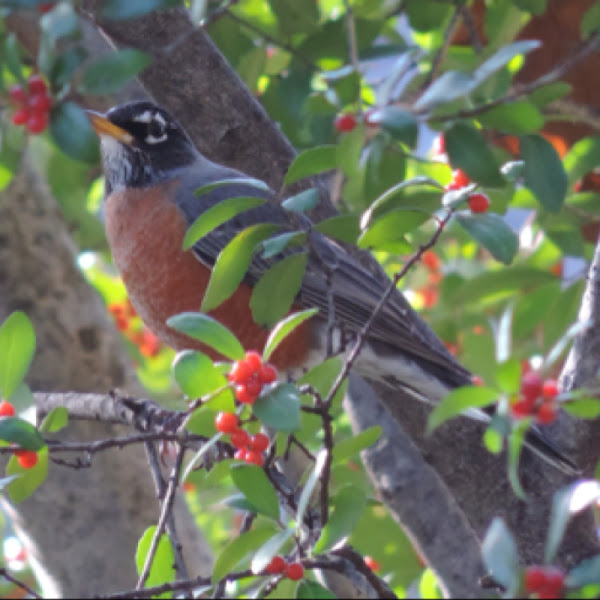 American Robin | Project Noah