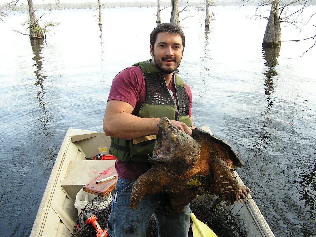 Alligator Snapping Turtle (Rory Calhoun)