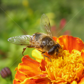 Zy-zy by Maria Semelevich - Animals Insects & Spiders