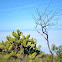 Unknown Prickly Pear