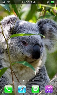 Koala Australian HQ LWP Screenshots 6