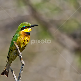 by RN Nobby Clarke - Animals Birds