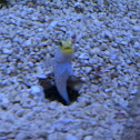 Yellow-headed jawfish