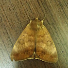 Noctuid Moth (♀)