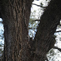 Great Horned Owl