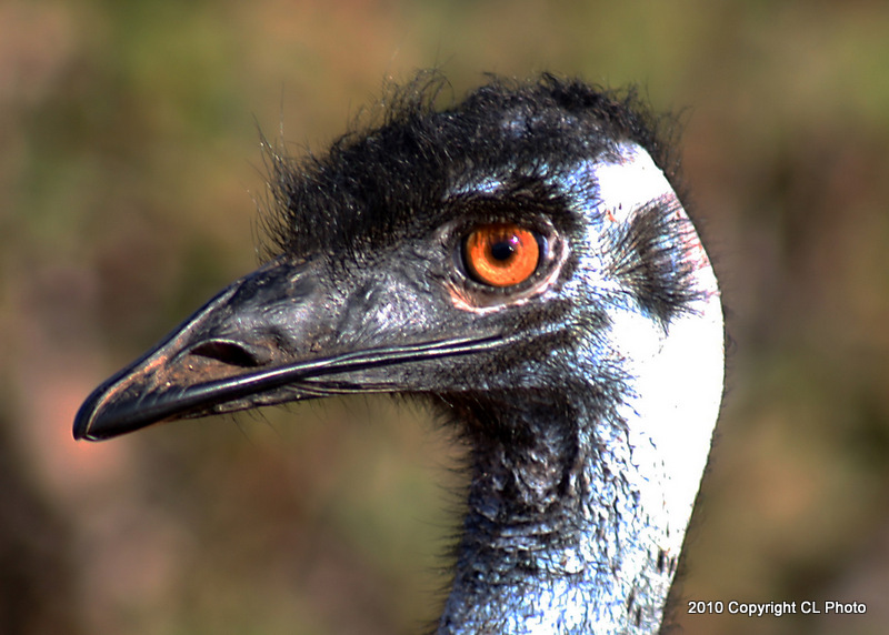 Emu | Project Noah