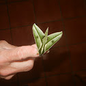 spinx moth