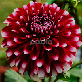 DAHLIA by Jyotirmoy Phukan - Flowers Single Flower