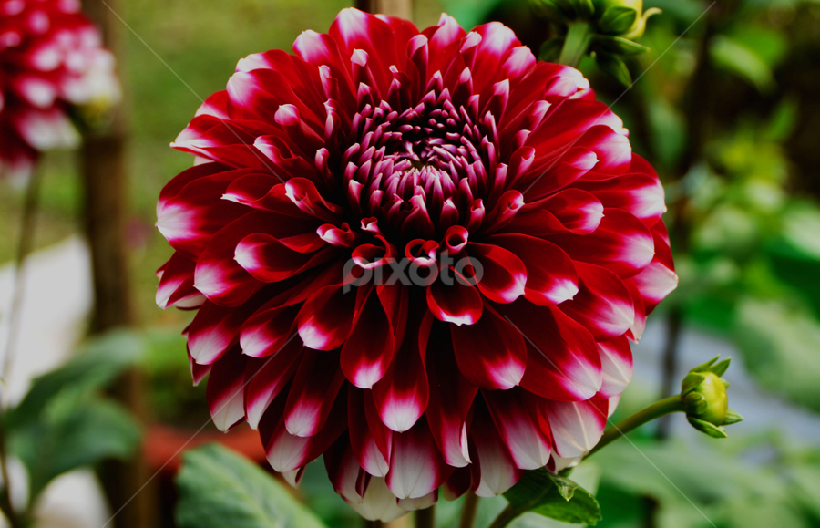 DAHLIA by Jyotirmoy Phukan - Flowers Single Flower