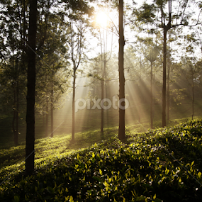by Dhruv Ashra - Nature Up Close Trees & Bushes