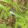 Eastern Pondhawk (male)Dragonfly