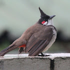 Red-whiskered Bulbul