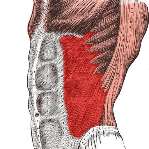 Anatomy: Atlas of Muscles 健康 App LOGO-APP開箱王