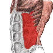 Anatomy: Atlas of Muscles 1.1 Icon