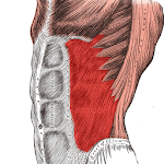 Anatomy: Atlas of Muscles Apk