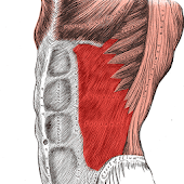 Muscular System 3D (anatomy) - Android Apps on Google Play