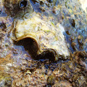 European flat oyster / Oštriga / Kamenica