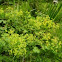 Lady's mantle
