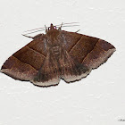 Maple looper moth