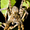 Nursery web or water spider?