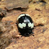 Fungus beetle