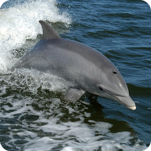 Dolphins, Whales, and More 1.3.1