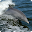 Dolphins & Whales - Wallpapers Download on Windows