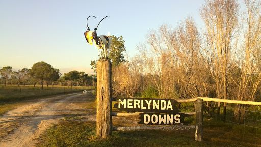 Merlynda Downs Goats