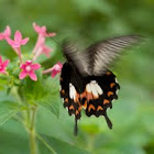 Papilio Alphenor