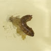Elephant Hawk-moth larva