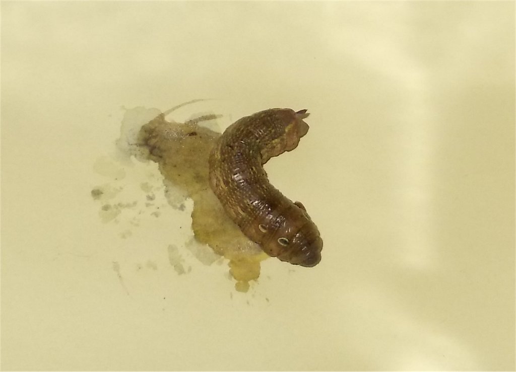 Elephant Hawk-moth larva