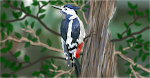 Hairy Woodpecker?