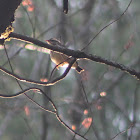 Louisiana Waterthrush