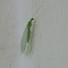 green lacewing