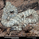 Southwestern Speckled Rattlesnakes