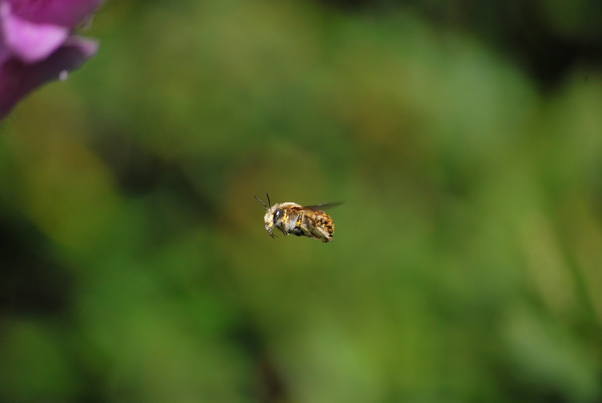 Wool Carder Bee, Male 