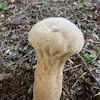 Common Puffball