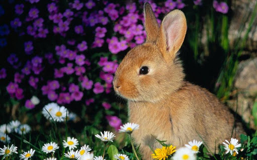 퍼즐 - 귀여운 토끼