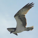 Osprey