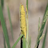 common cattail
